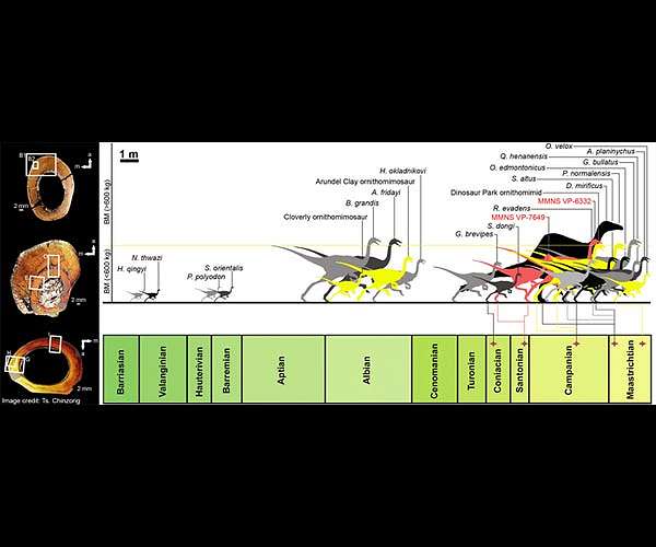 Ostrich-like dinosaurs from Mississippi are among the world's largest at over 800kg