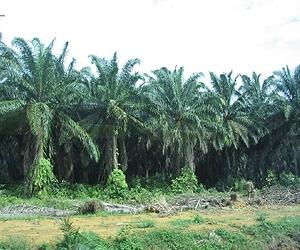 Palm Oil Massive Source of Carbon Dioxide