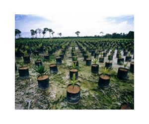 US firm queries Indonesian palm oil supplier