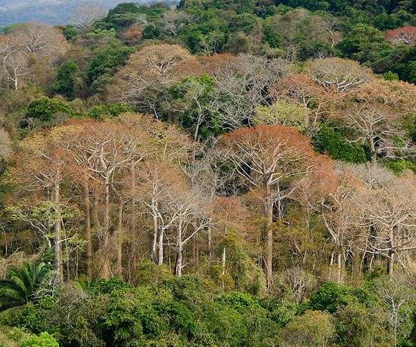 Colombia, Guatemala learn from each other in rainforest preservation