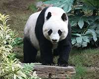 Sad farewell as Malaysia-born panda heads to China