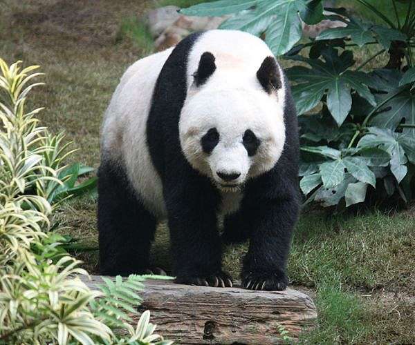 Hard to bear: UK's only pandas return to China