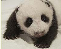 Team to sequence giant panda's genome: report