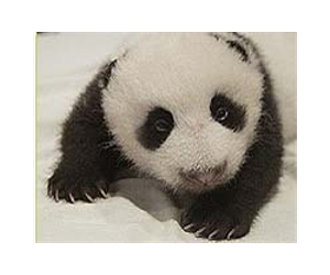New baby panda born at Vienna zoo