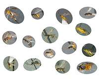 Scientists catalogue thousands of parasitic wasps in new monograph