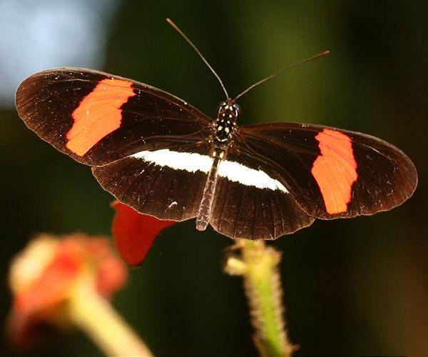 Butterflies create jet propulsion with a clap of their wings