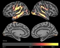 Human language most likely evolved gradually