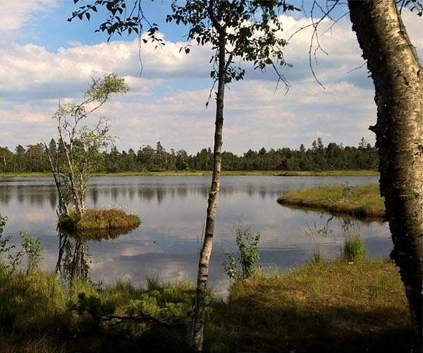 New Monitoring Tool Reveals Declining Forest Health Across Germany