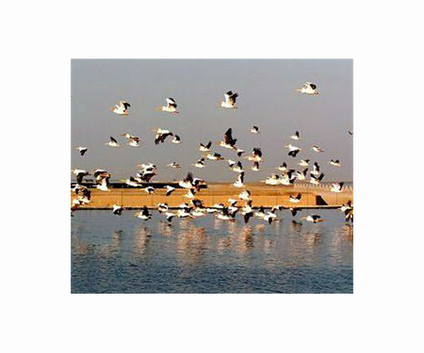 Bird flu behind mass pelican deaths in Senegal