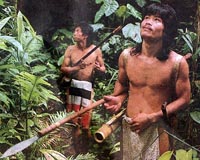 Rainforests in Far East shaped by humans for the last 11,000 years