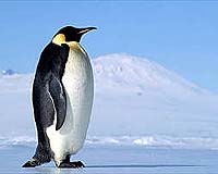 Climate change poised to devastate penguins: WWF