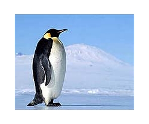 New Zealand's lost penguin heads home