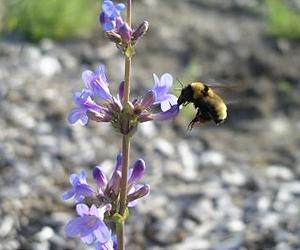 Bumblebees do best where there is less pavement and more floral diversity