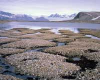 Frozen carbon a climate change threat