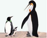 March Of The Giant Penguins