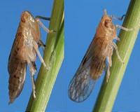 How planthoppers got their wings