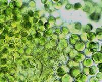 Hardy Bacteria Thrive Under Hot Desert Rocks