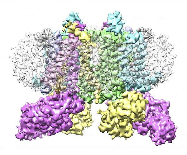 Machine-learning program imagines a protein's many possible structures