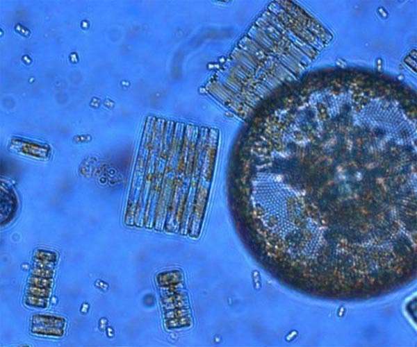 Ocean density impacts carbon capture efficiency in plankton