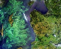Link Between Ocean Chemical Processes And Microscopic Floating Plants Uncovered
