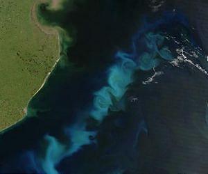 CO2-hungry microbes might short-circuit the marine foodweb