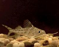 Fish fins can sense touch