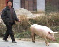 China's Agricultural Bank ready for bailout: officials