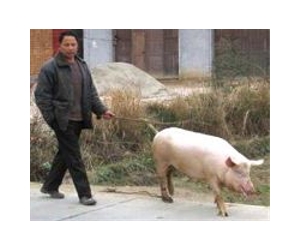 Foot and mouth outbreak reported in southern China