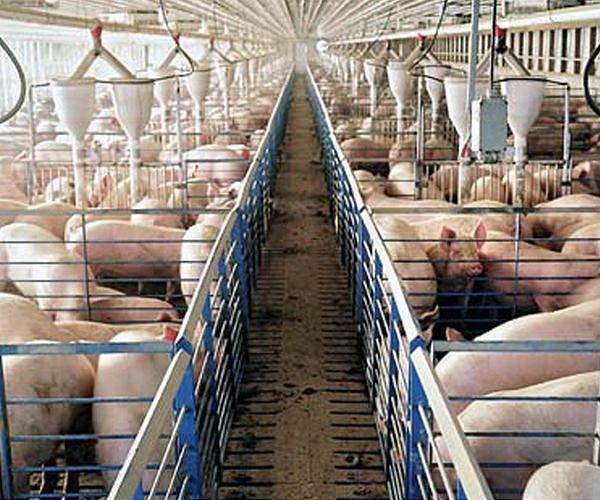 Asia import ban adds to German pork woes