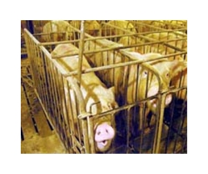 Turning Pig Manure into Oil Fosters Sustainability in a Crowded World
