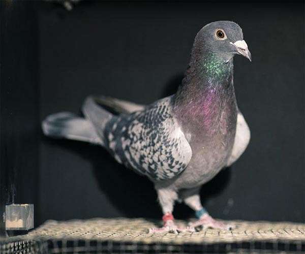 Jailbird: India releases pigeon accused of spying for China