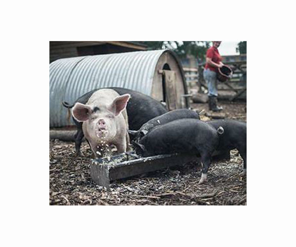 Pigs called in to deep-clean Champagne vineyards