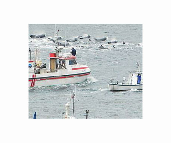 Faroe Islands mass dolphin slaughter casts shadow over tradition
