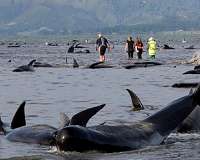 Mass Australian stranding leaves 28 whales dead
