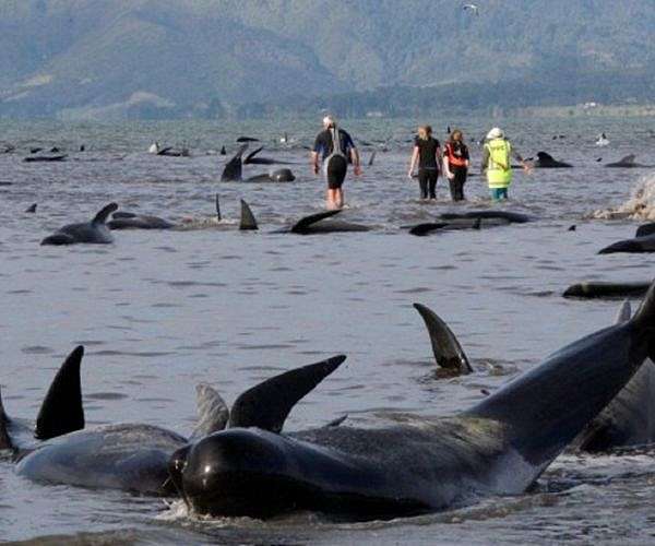 Scores of pilot whales dead in New Zealand stranding
