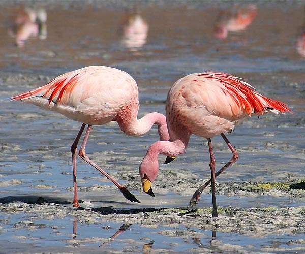 Future of Africa's flamingos threatened by rising lakes: study