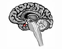 No Longevity Benefit With Growth Hormone
