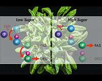 How a molecular signal helps plant cells decide when to make oil