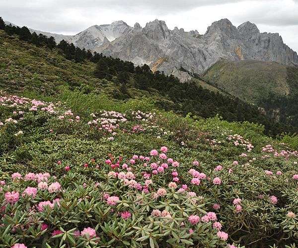 German researchers compile world's largest inventory of known plant species