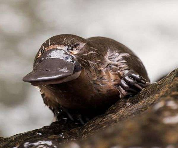Man charged after taking platypus on train ride, shopping trip