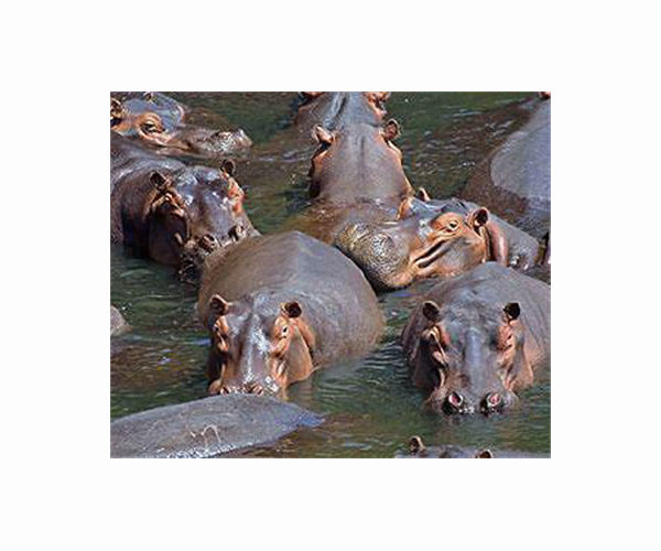 Hippos can recognize familiar voices, new study finds