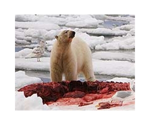 Polar climate change may lead to ecological change