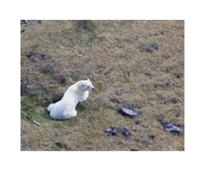 Mother of all polar bears from Ireland