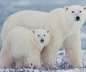 Species affected by climate change: to shift or not to shift?