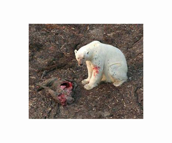 Rare hunting scene raises questions over polar bear diet