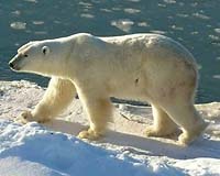 Polar bears dying out in Russian region: expert