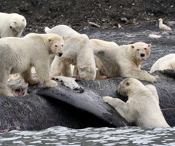 Polar bears forced to forage eggs as warming shrinks hunting grounds