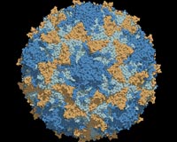 Dormant viruses reactivate during spaceflight
