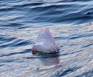 Spanish resort in jellyfish alert