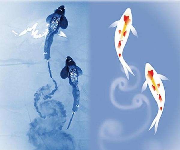 A breakthrough of the mechanism of energy saving in collective swimming
